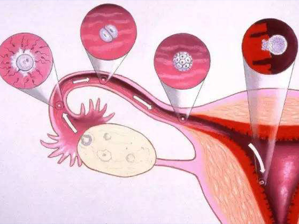 影响囊胚移植成功率的因素