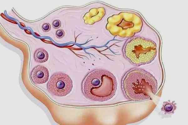 降调后卵泡大小不均匀怎么办