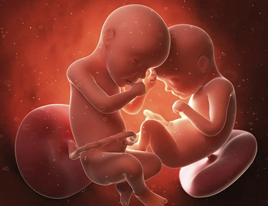 移植两个鲜胚怀双胞胎的几率