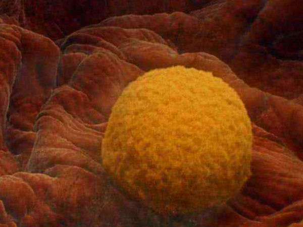 胚胎移植着床失败后有什么症状