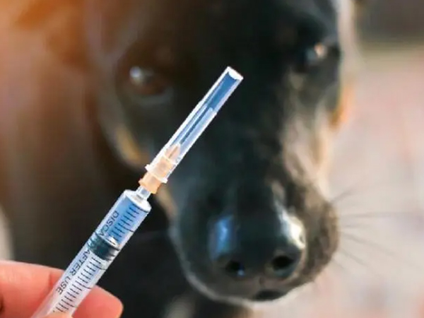 为什么说打完狂犬疫苗会后悔