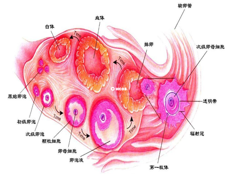 卵泡发育不正常要注意