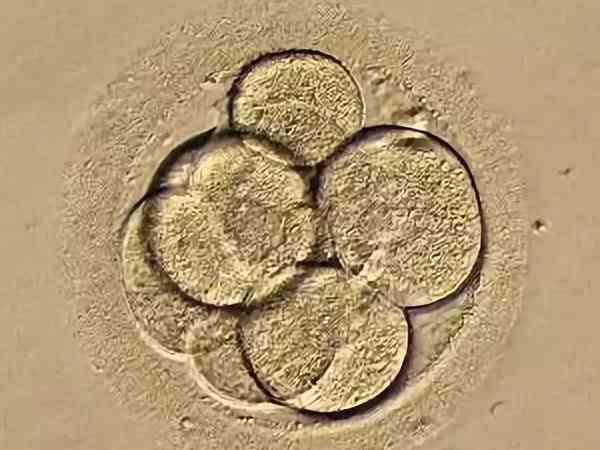 8c3胚胎是什么