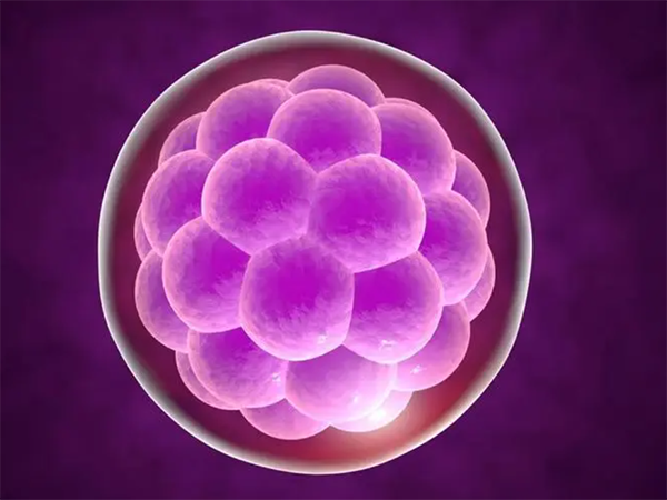 13c级胚属不属于优质胚胎