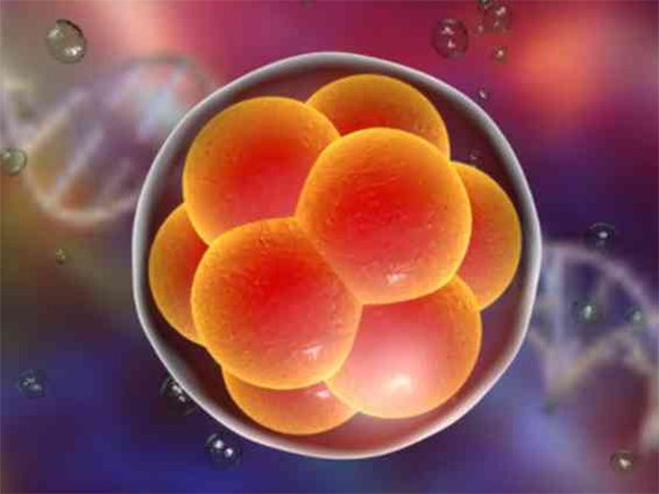 10c3级胚胎养囊能否成功