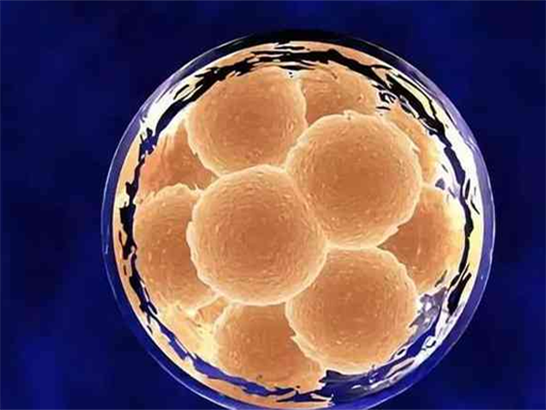 7c3级胚胎移植成功率高不高