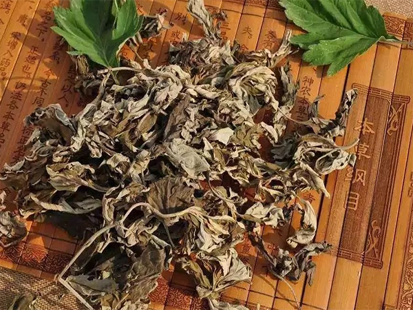 胚胎移植艾叶泡脚作用解析