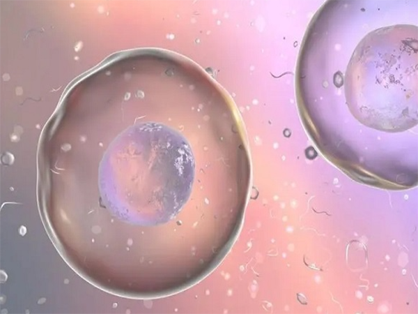 囊胚培养第4天正常标准和结果通知说明
