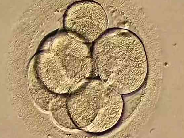 详解囊胚和冻胚发育、成功率的区别