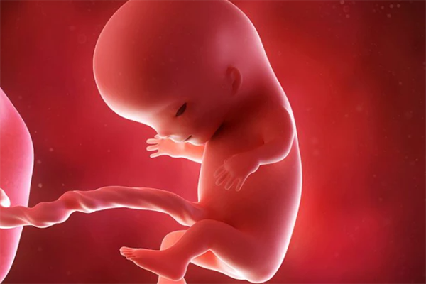 胎儿发育标准对照表