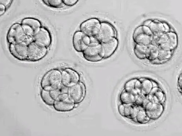 鲜胚移植第六天成功的征兆总结