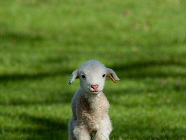 属羊农历1月出生是什么命