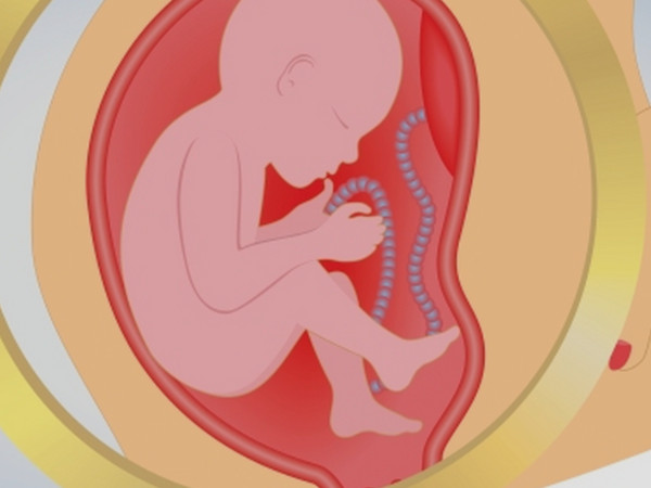 阴历2025年5月怀孕预产期在几月