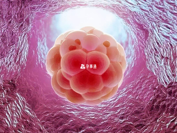 胚胎移植后憋尿会影响胚胎着床