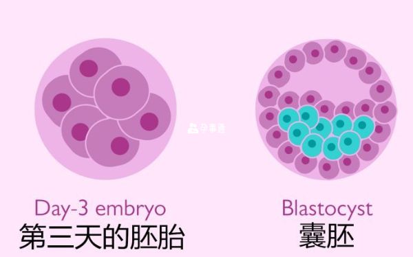 胚胎质量好才能养成优质囊胚