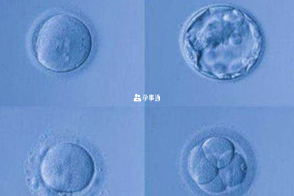 鲜胚级别7和8区别介绍