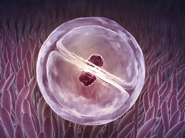 囊胚细胞数会比鲜胚多
