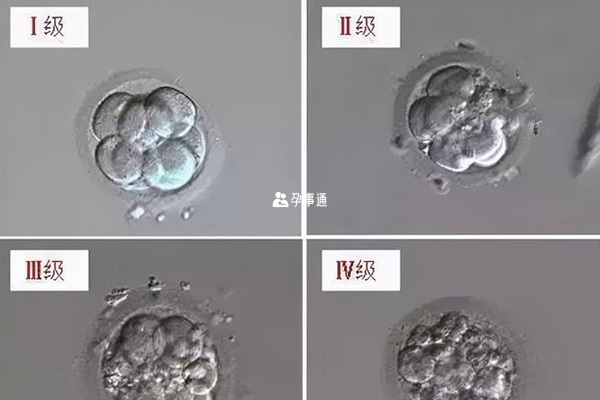 一级和二级冻胚属于优质胚胎