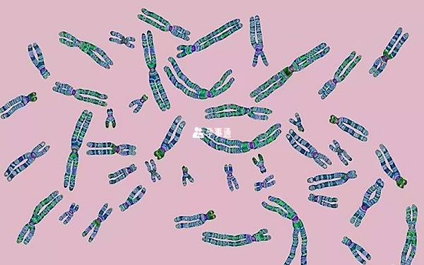 男方染色體異常存在遺傳病