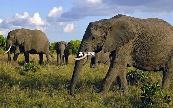 孕妇梦见大象是什么意思