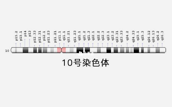 10号染色体图表