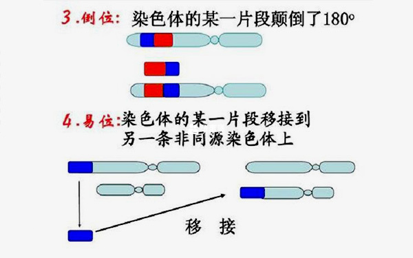 染色体易位原理图