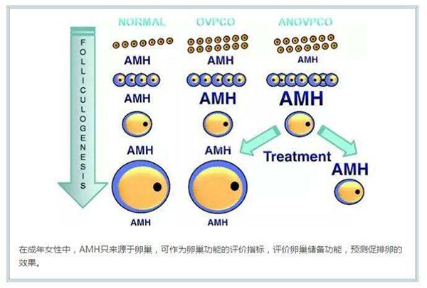 amh0.34试管能取几颗卵