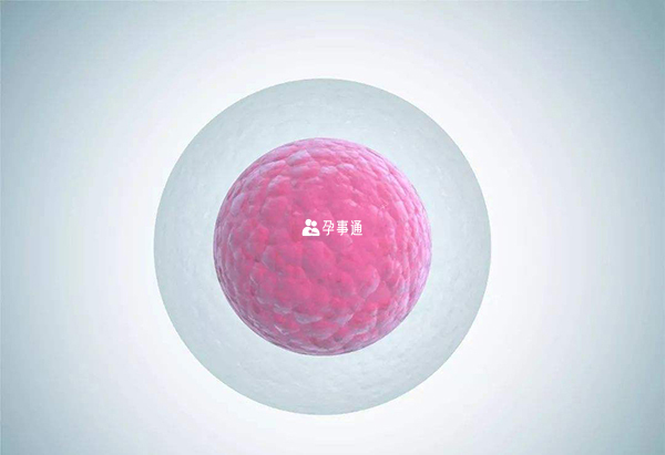 4个卵泡试管婴儿成功率预估