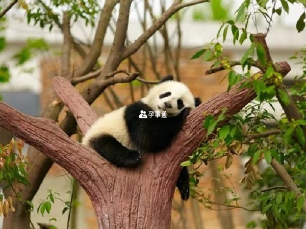 孕妇梦见熊猫暗示了什么