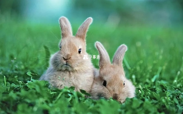 孕妇梦见兔子有什么含义