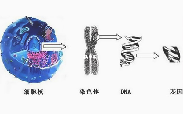 染色体和dna