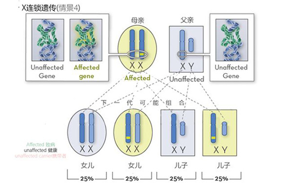 先天性夜盲症遗传模式