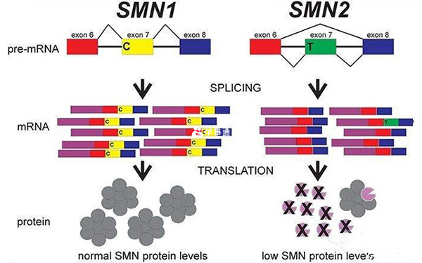 smn1与smn2基因