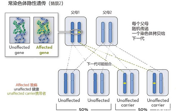 Meckel-Gruber综合征常染色体隐性遗传