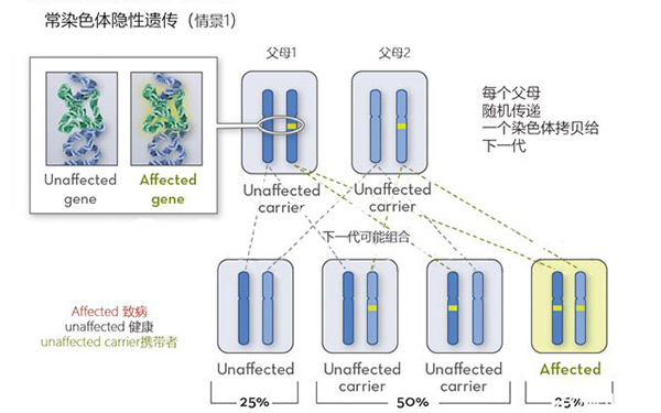 Nijmegen斷裂綜合徵常染色體隱性遺傳