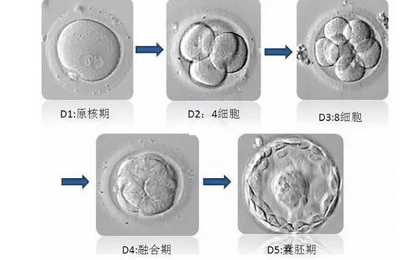 胚胎髮育的過程