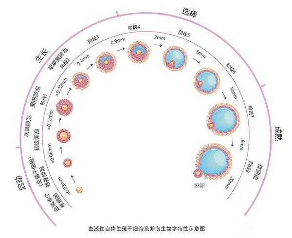 卵泡发育过程图