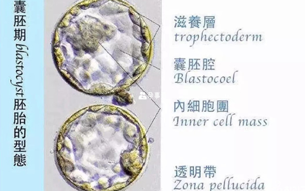 囊胚期的胚胎形態圖