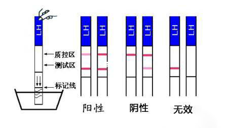 排卵试纸使用方法及结果示意