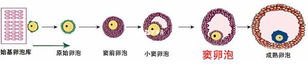 卵泡的生長過程