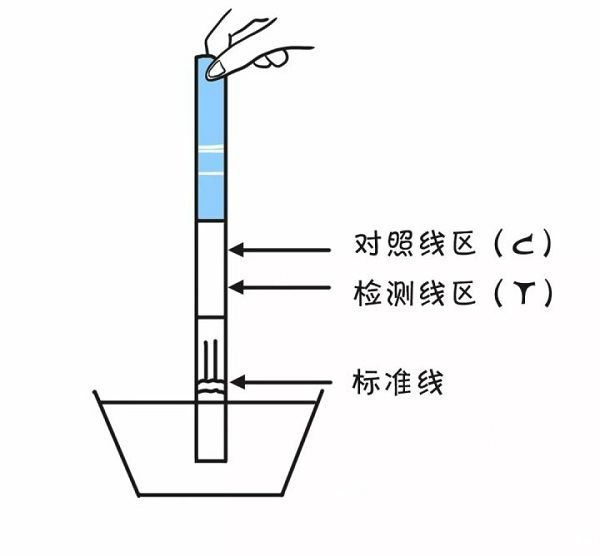 正確使用排卵試紙圖