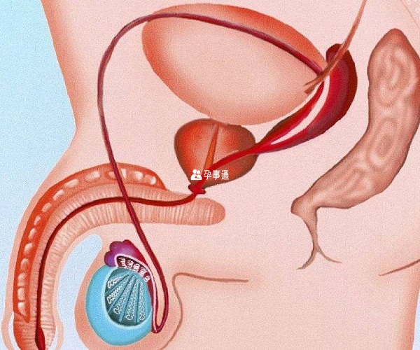 输精管堵塞能否射精