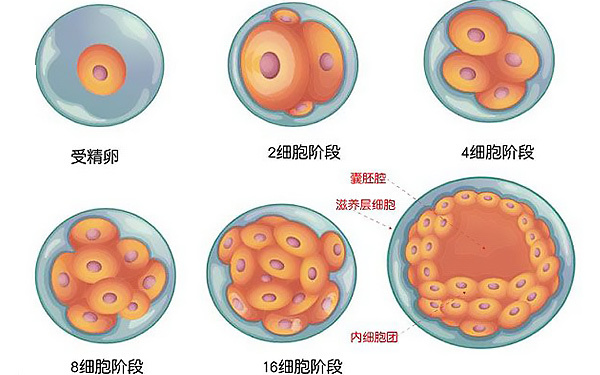 囊胚發育