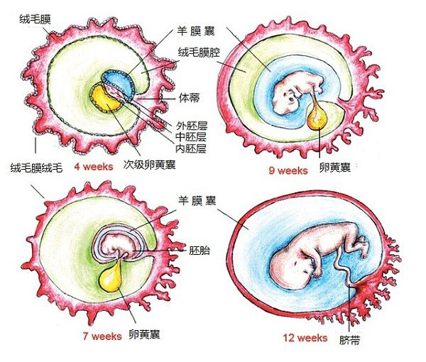 卵黃囊結構示意圖