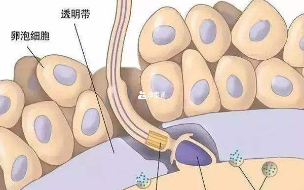 包裹在卵子外的透明带