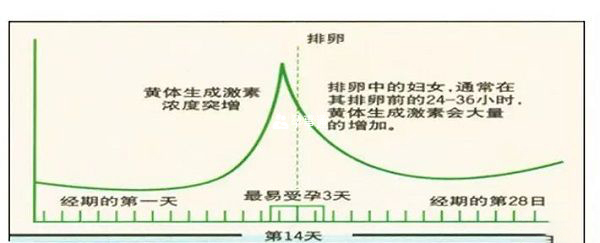 LH與月經週期曲線圖