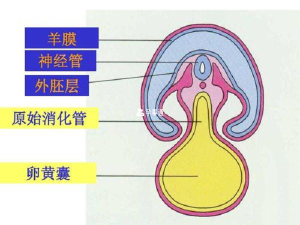 孕早期胚胎结构