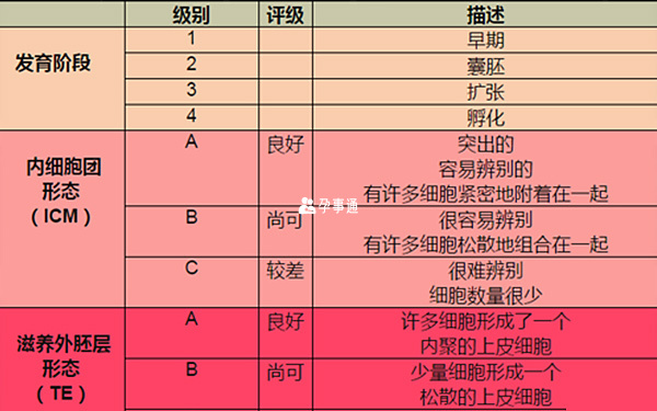 胚胎等級