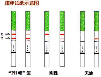 排卵试纸示意图