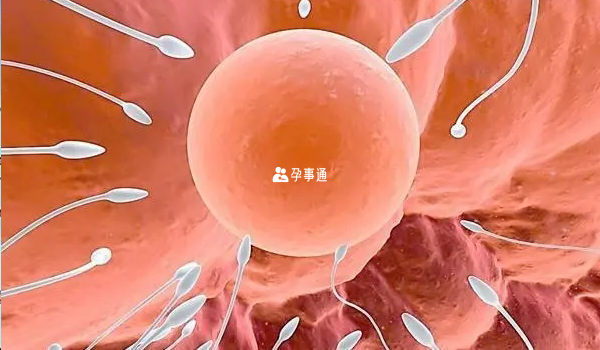 卵泡發育不好吃什麼